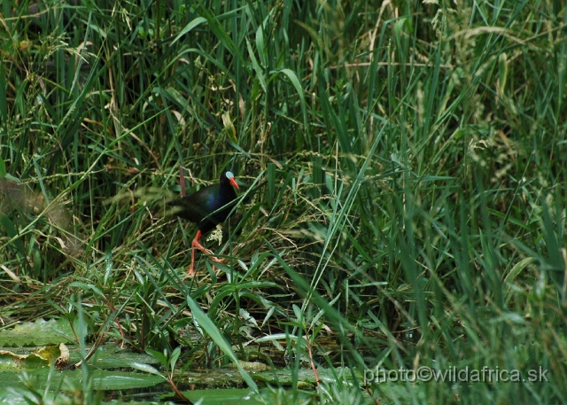 DSC_0118.JPG - Allen`s  Gallinule (Porphyrio alleni)