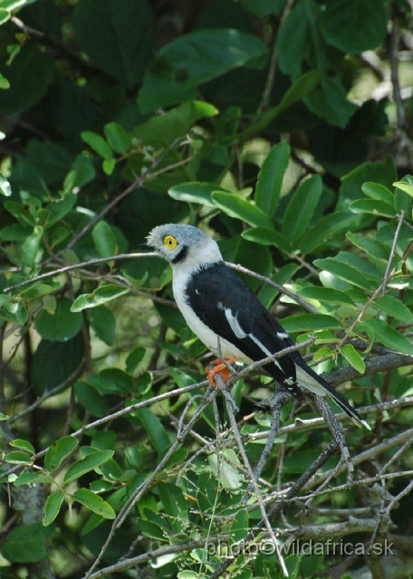 DSC_0154.JPG - White-crested Helmet-shrike (Prionops plumatus)