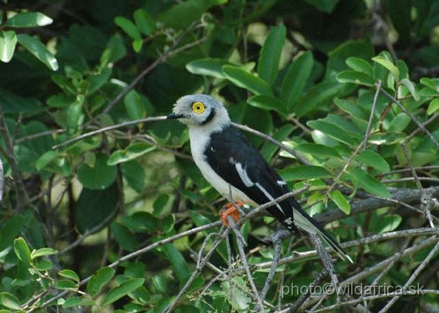 DSC_0156.JPG - White-crested Helmet-shrike (Prionops plumatus)