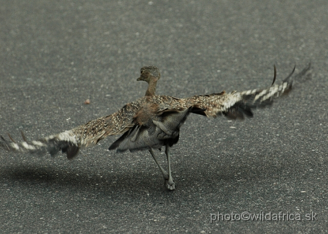 DSC_0177.JPG - Female of Black-bellied Bustard (Lissotis melanogaster)