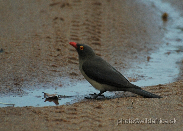 DSC_0201.JPG - Red-billed Oxpecker (Buphagus erythrorhynchus)