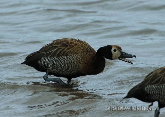 DSC_0227.JPG - White-faced Duck (Dendrocygna viduata)