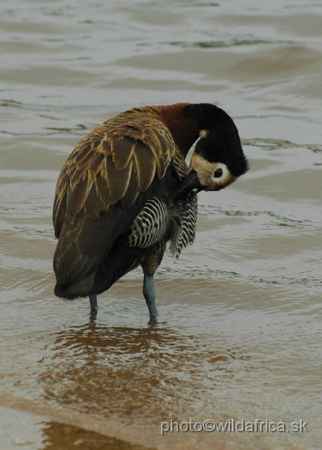 DSC_0233.JPG - White-faced Duck (Dendrocygna viduata)