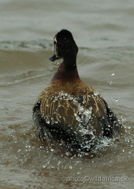 DSC_0248.JPG - White-faced Duck (Dendrocygna viduata)