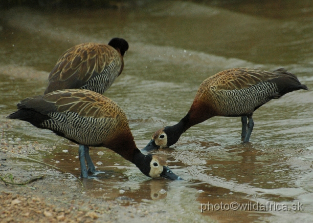 DSC_0254.JPG - White-faced Duck (Dendrocygna viduata)