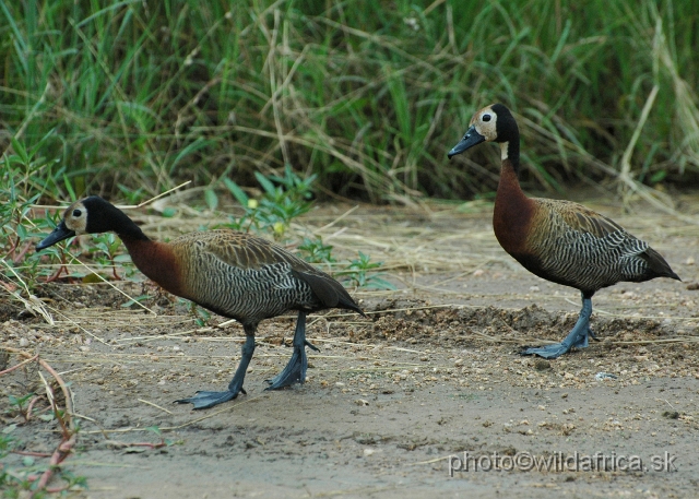 DSC_0255.JPG - White-faced Duck (Dendrocygna viduata)