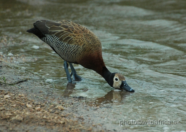 DSC_0256.JPG - White-faced Duck (Dendrocygna viduata)