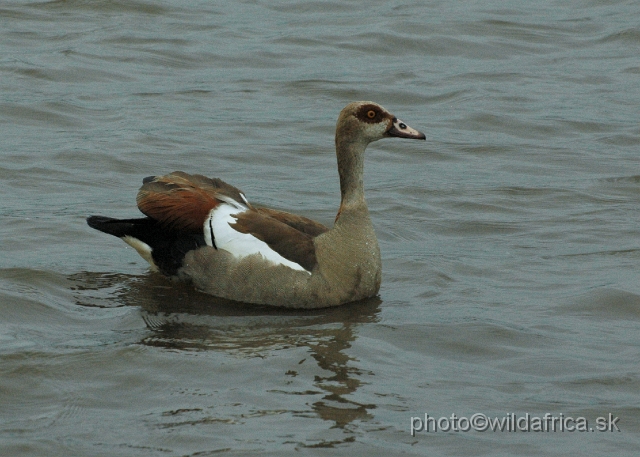 DSC_0263.JPG - Egyptian Goose (Alopochen aegyptiaca)