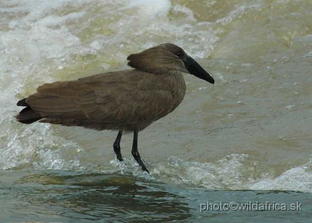 DSC_0281.JPG - Hamerkop (Scopus umbretta)