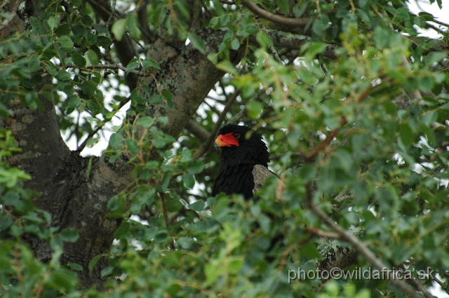 DSC_0291.JPG - Bateleur (Terathopius ecaudatus)