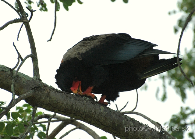 DSC_0302.JPG - Bateleur (Terathopius ecaudatus)