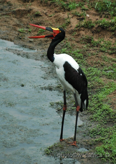 DSC_0436.JPG - Saddle-billed Stork (Ephippiorhynchus senegalensis)