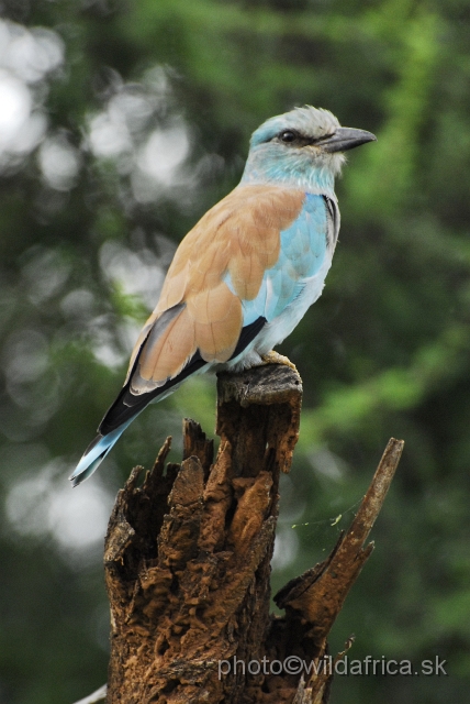 _DSC0015.JPG - European Roller (Coracius garrulus)