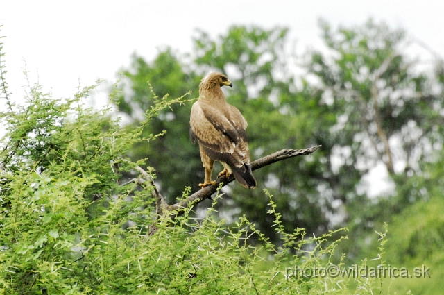 _DSC0016.JPG - Tawny Eagle (Aquila rapax)