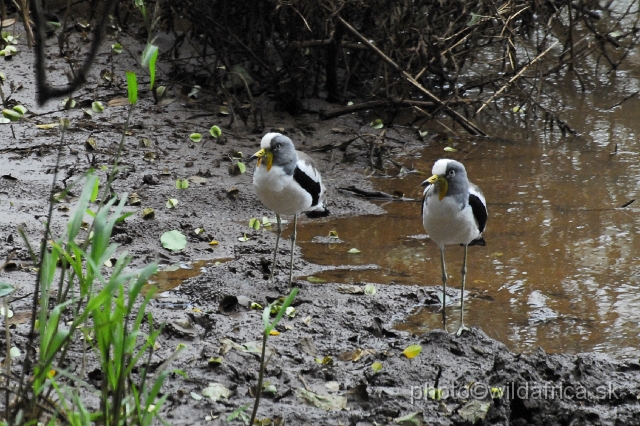 _DSC0034.JPG - White-crowned Lapwing (Vanellus albiceps)