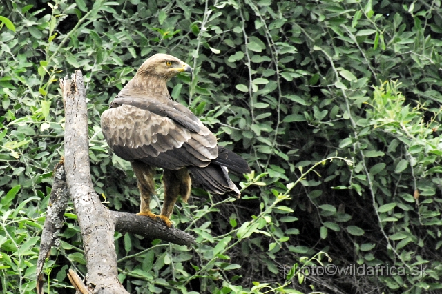 _DSC0035.JPG - Tawny Eagle (Aquila rapax)