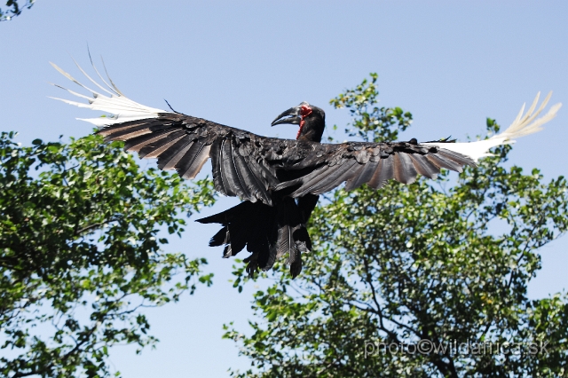 _DSC0053.JPG - Southern Ground-Hornbill (Bucorvus leadbeateri)