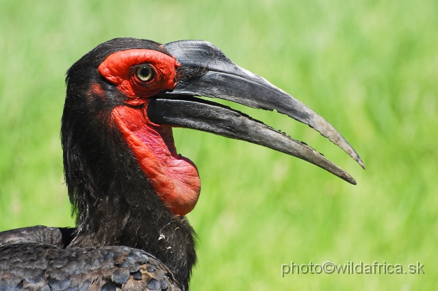 _DSC0059.JPG - Southern Ground-Hornbill (Bucorvus leadbeateri)