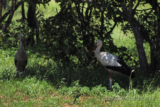 _DSC0062.JPG - European White Stork (Ciconia ciconia) at the wintering ground in Africa.