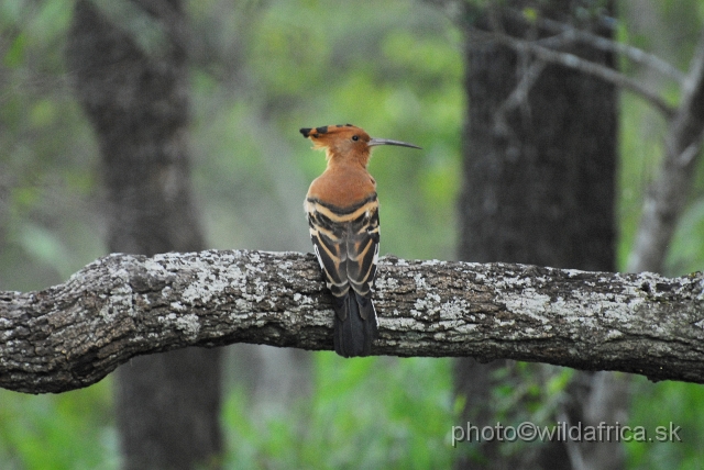 _DSC0118.JPG - African Hoopoe (Upupa africana)