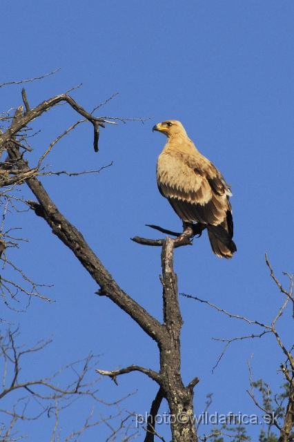 _DSC0121.JPG - Tawny Eagle (Aquila rapax) - pale form