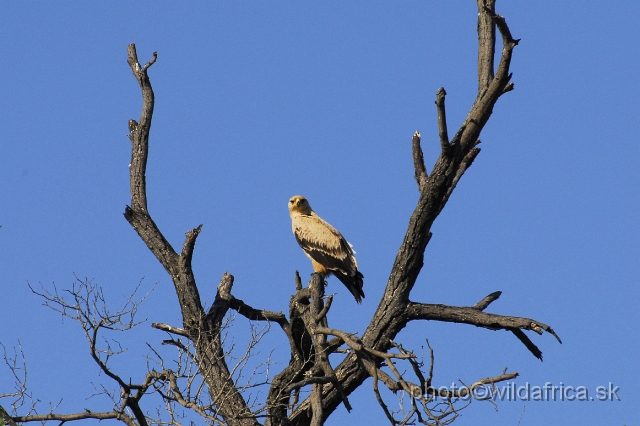 _DSC0122.JPG - Tawny Eagle (Aquila rapax) - pale form