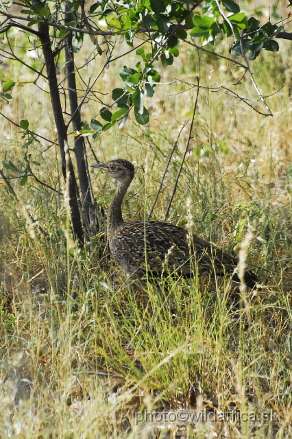 _DSC0124.JPG - Female of Black-bellied Bustard (Lissotis melanogaster)