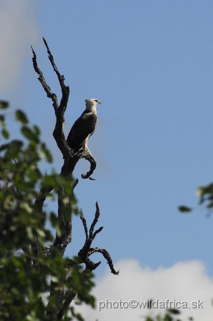 _DSC0126.JPG - African Crowned Eagle (Stephanoaetus coronatus) - juvenile bird