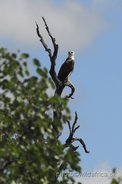 _DSC0128.JPG - African Crowned Eagle (Stephanoaetus coronatus) - juvenile bird