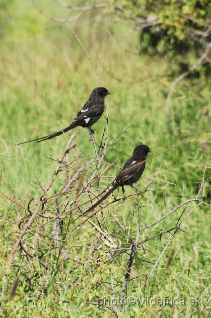 _DSC0272.JPG - Magpie Shrike (Corvinella melanoleuca)