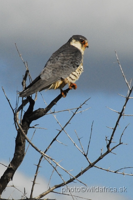 _DSC0310.JPG - Amur Falcon (Falco amurensis)