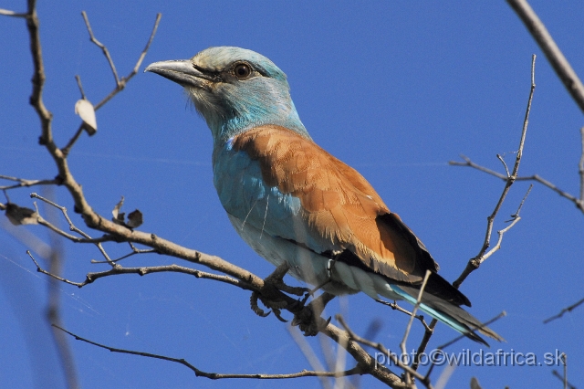 _DSC0314.JPG - European Roller (Coracius garrulus)