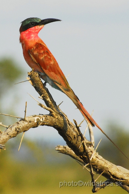 _DSC0457.JPG - Southern Carmine Bee-eater (Merops nubicoides)