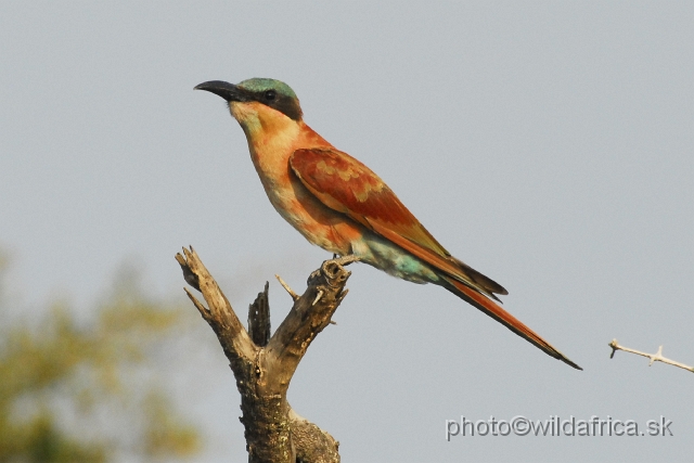 _DSC0471.JPG - Southern Carmine Bee-eater (Merops nubicoides)