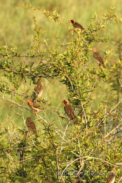 _DSC0472.JPG - Red-billed Quelea (Quelea quelea)