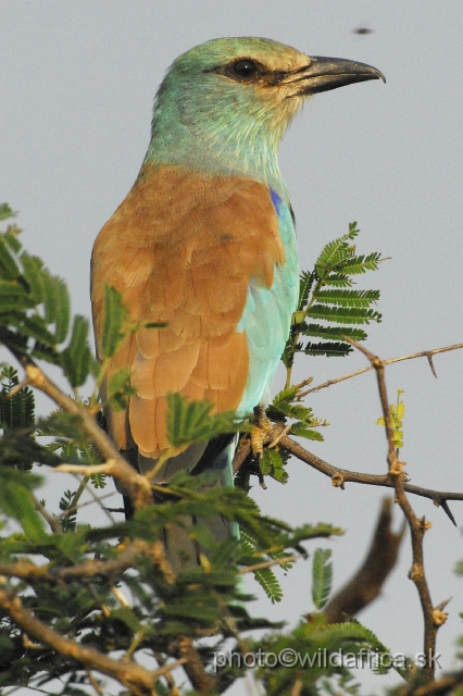 _DSC0490.JPG - European Roller (Coracius garrulus)