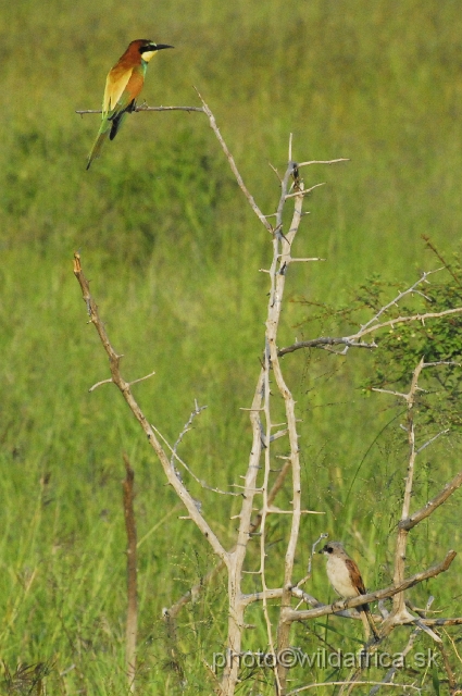 _DSC0510.JPG - European Bee-eater (Merops apiaster) and Red-backed Shrike (Lanius colurio)