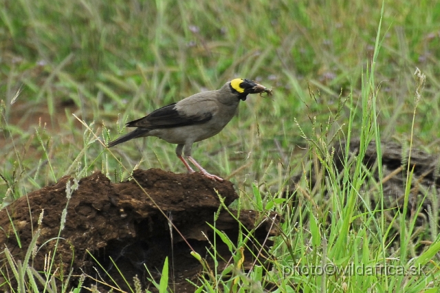 _DSC0749.JPG - Wattled Starling (Creatophora cinerea)