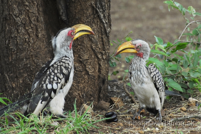 _DSC0751.JPG - Southern Yellow-billed Hornbill (Tockus leucomelas)