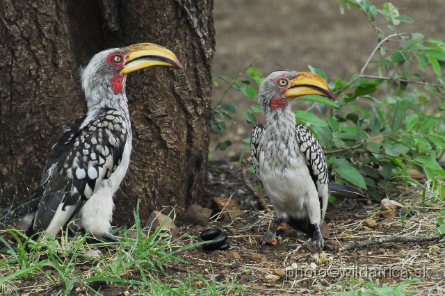 _DSC0752.JPG - Southern Yellow-billed Hornbill (Tockus leucomelas)