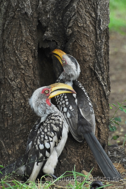 _DSC0759.JPG - Southern Yellow-billed Hornbill (Tockus leucomelas)