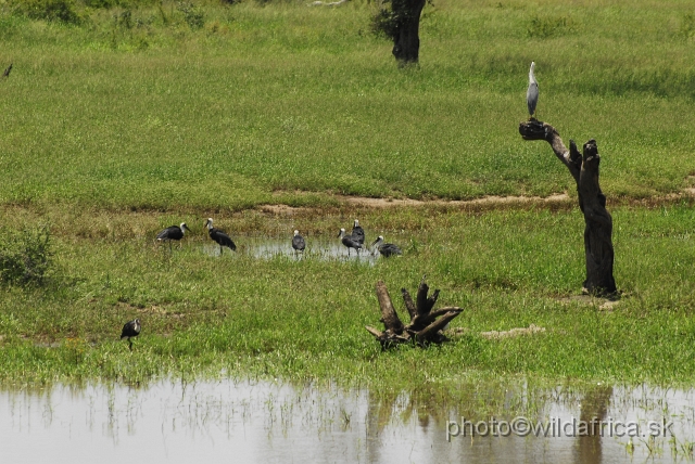 _DSC0772.JPG - A group of Wooly-necked Storks (Ciconia episcopus)