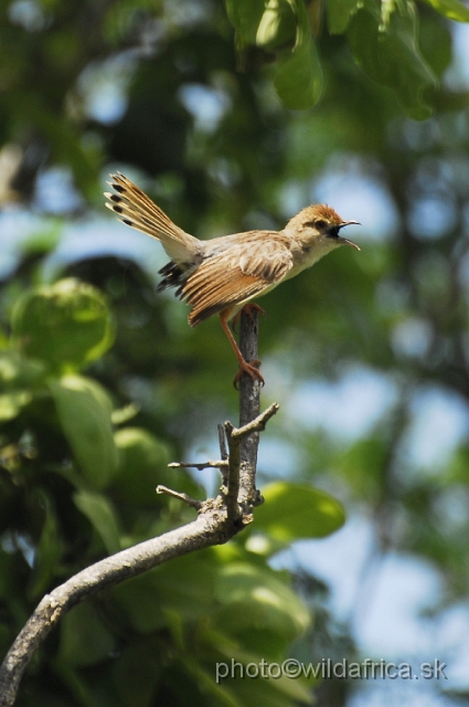 _DSC0779.JPG - White-tailed Crested Flycatcher (Elminia albonotata)