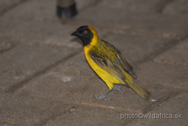 _DSC0786.JPG - Lesser Masked-weaver (Ploceus intermedius)