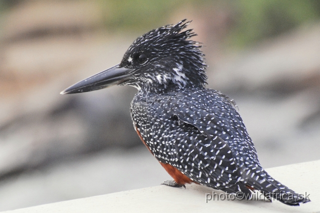 _DSC0974.JPG - Giant Kingfisher (Megaceryle maximus)