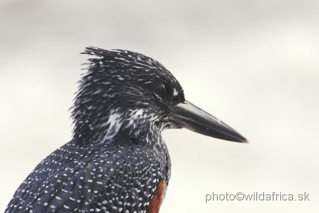 _DSC0977.JPG - Giant Kingfisher (Megaceryle maximus)