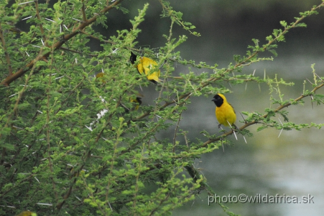 _DSC0983.JPG - Lesser Masked-weaver (Ploceus intermedius)