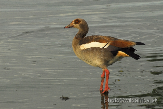 _DSC0988.JPG - Egyptian Goose (Alopochen aegyptiaca)