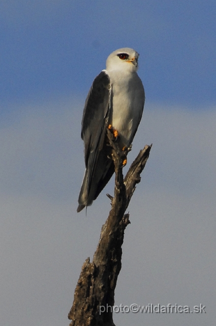 _DSC1004.JPG - Black-shouldered Kite (Elanus caeruleus)