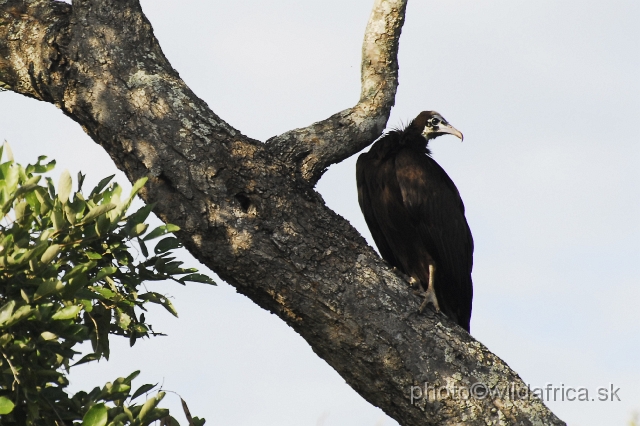 _DSC1011.JPG - Hooded Vulture (Necrosyrtes monachus)